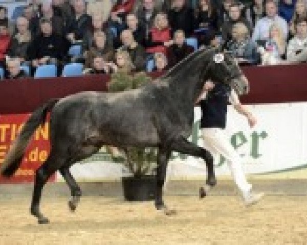 stallion Cashmore 3 (Oldenburg show jumper, 2010, from Corlensky G)