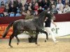 stallion Cashmore 3 (Oldenburg show jumper, 2010, from Corlensky G)