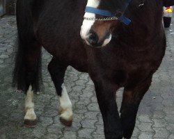 stallion Blackhill Treasure Trove (Welsh mountain pony (SEK.A), 1993, from Wilcrick Santa)