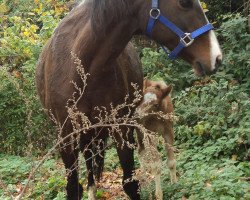 Zuchtstute Branka (Deutsches Reitpony, 1995, von Bugatti)