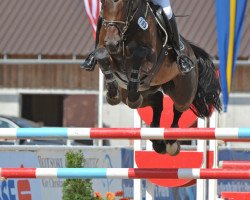 broodmare Laventina (Bavarian, 2003, from Acord's Champion)