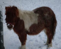 dressage horse Flo (Shetland Pony, 2009, from Moritz)