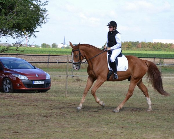 dressage horse Sir Ashley (Rhinelander, 2007, from Sandro Classic)