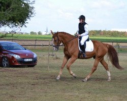 Pferd Sir Ashley (Rheinländer, 2007, von Sandro Classic)