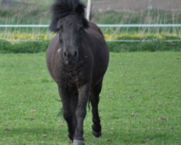 Zuchtstute Suna vom Purnitzgrund (Shetland Pony, 2007, von Bonito)