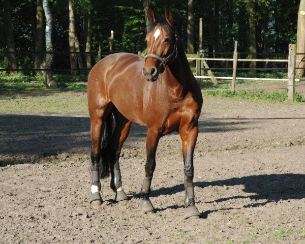 horse Amica 90 (Hanoverian, 1997, from Acord II)