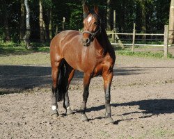 horse Amica 90 (Hanoverian, 1997, from Acord II)