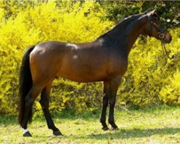 dressage horse Daily News 6 (Hanoverian, 2004, from Don Frederico)