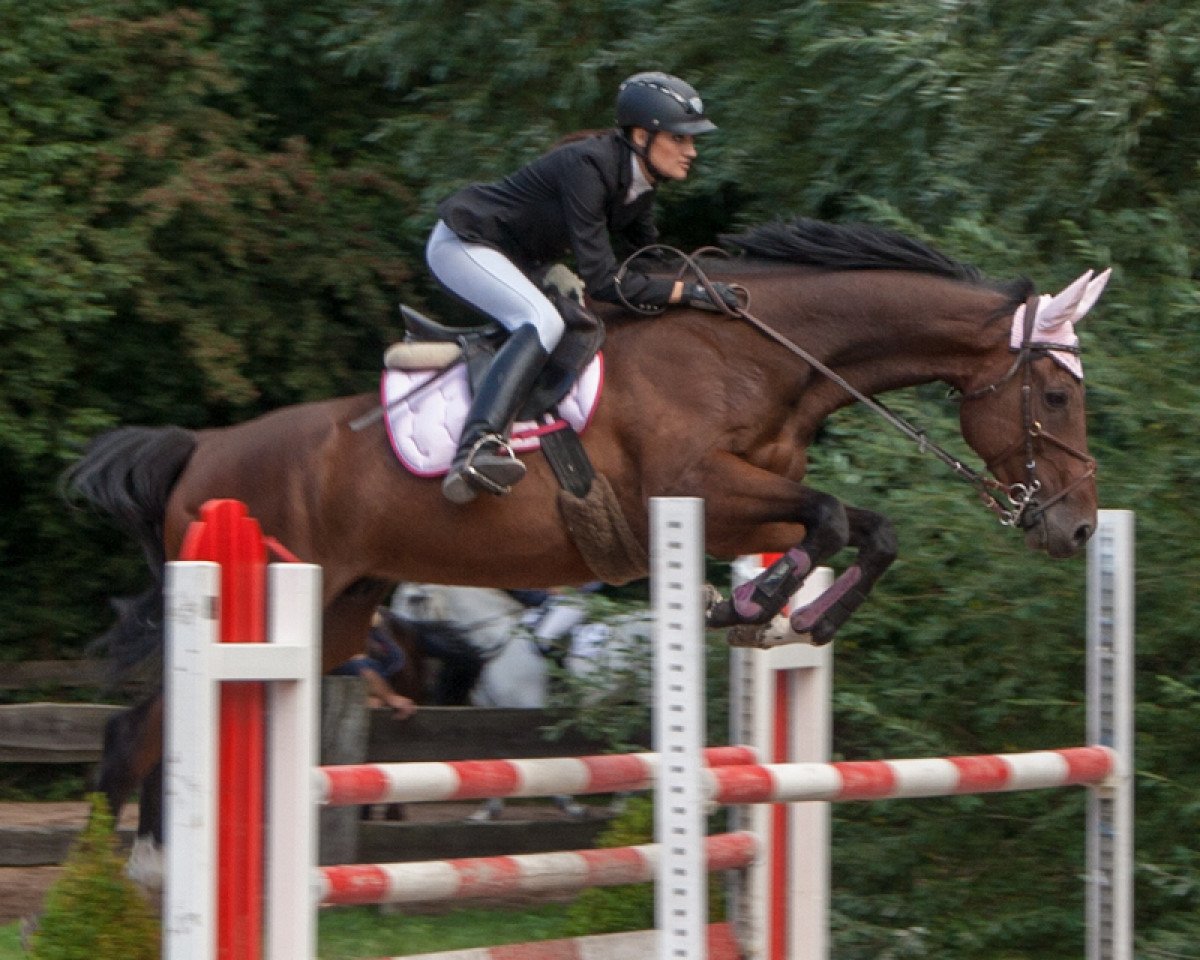 horse Dutch Dulio G Z (Zangersheide riding horse, 2006, from Dutch Capitol)