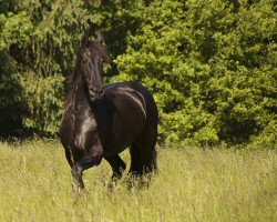 Pferd Frija (Friese, 2001, von Herman)