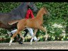 dressage horse Fine Fellow 8 (Westphalian, 2012, from Franziskus FRH)