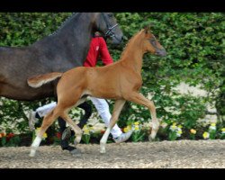 dressage horse Fine Fellow 8 (Westphalian, 2012, from Franziskus FRH)