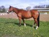 broodmare Lambada (Mecklenburg, 2002, from Loredo)