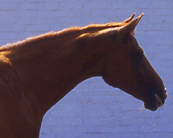 broodmare Aljuscha (Hanoverian, 1979, from Absatz)