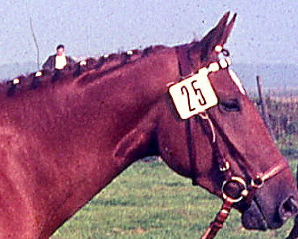 broodmare Lebhafte (Hanoverian, 1965, from Landherr)