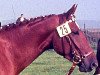 broodmare Lebhafte (Hanoverian, 1965, from Landherr)