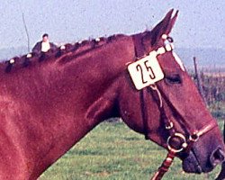 broodmare Lebhafte (Hanoverian, 1965, from Landherr)