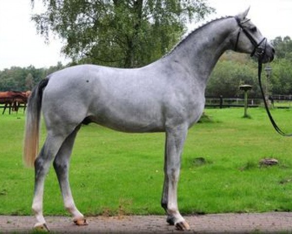 stallion Chalet's Erbe (Hanoverian, 2009, from Chalet)