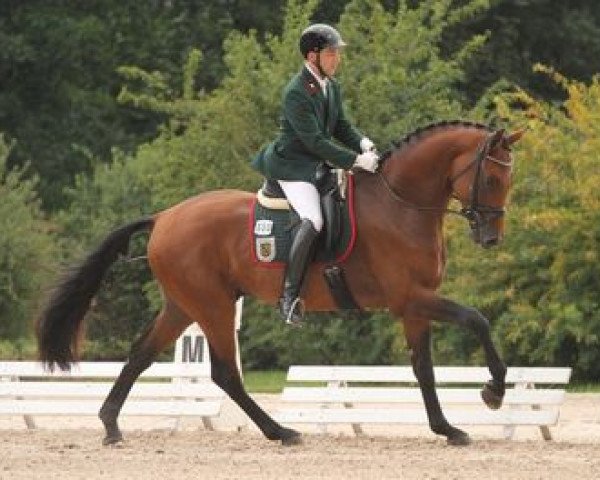 stallion Rossinimo (German Sport Horse, 2009, from Rosenstein)
