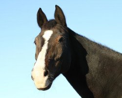 horse Tarik 20 (KWPN (Niederländisches Warmblut), 1993, from Wellington)