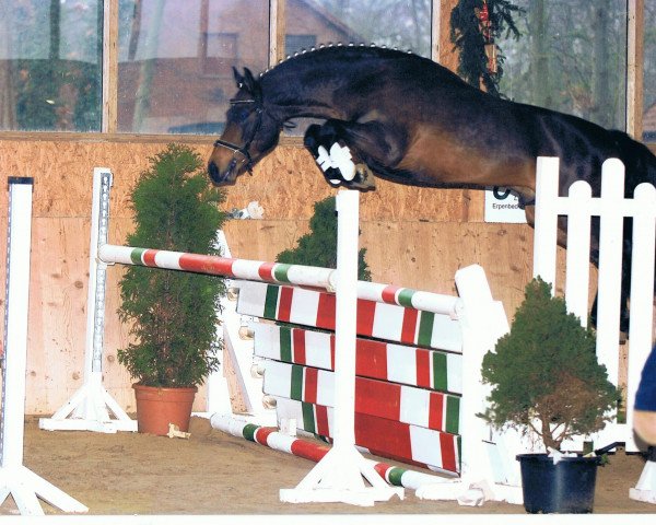 stallion Montreal (New Forest Pony, 2003, from Mondrian 29)