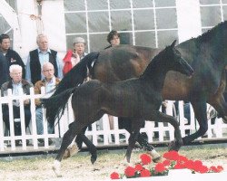 broodmare Fidenza (Westphalian, 2001, from Fidermark)