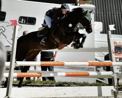 jumper Daily News 15 (Oldenburg show jumper, 2017, from Diarado)