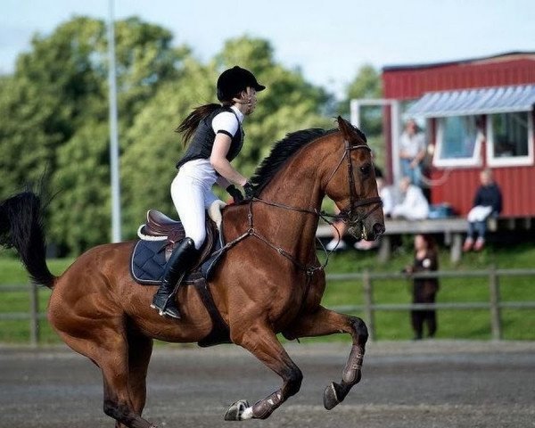 horse Terex Baloubet (Oldenburg show jumper, 2004, from Baloubet du Rouet)