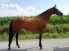 broodmare Cheyenne (Westphalian, 2006, from Cayetano L)