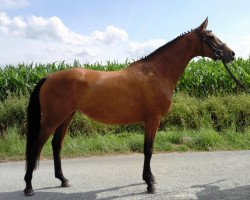 broodmare Cheyenne (Westphalian, 2006, from Cayetano L)