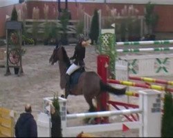 jumper Fighting Funny (Hanoverian, 2005, from Fighting Alpha)