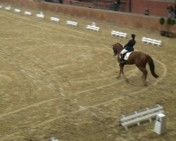 dressage horse Ramannt (Oldenburg, 2004, from Revan)