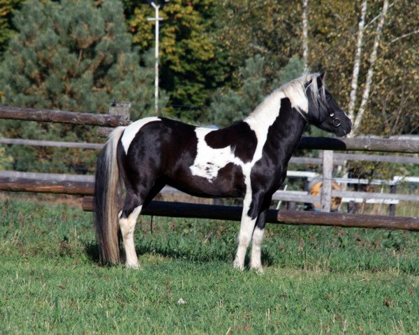 Pferd Sherwood (Lewitzer, 2006, von Sascha)