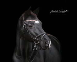 dressage horse Romeo (Hanoverian, 2005, from Rubin Royal OLD)