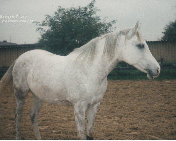 Zuchtstute Rheingold-Risada ox (Vollblutaraber, 1985, von Pjotre van Dennenoord ox)