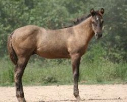 Pferd Joe Glo Cielo (Quarter Horse, 2008, von OLena Cielo)