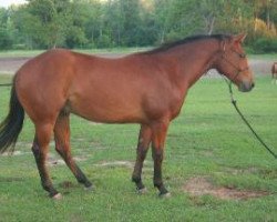 Pferd Cielo Breeze (Quarter Horse, 2004, von OLena Cielo)