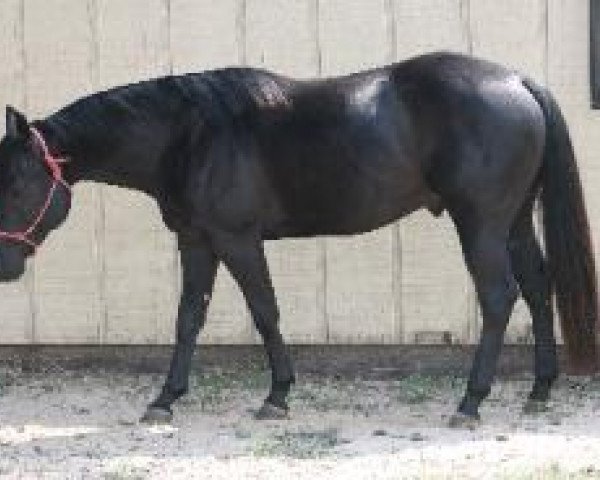 horse Roosters Onyx Glo (Quarter Horse, 2007, from OLena Cielo)