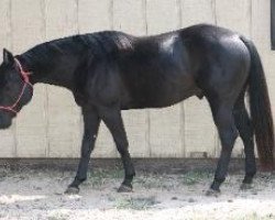 Pferd Roosters Onyx Glo (Quarter Horse, 2007, von OLena Cielo)