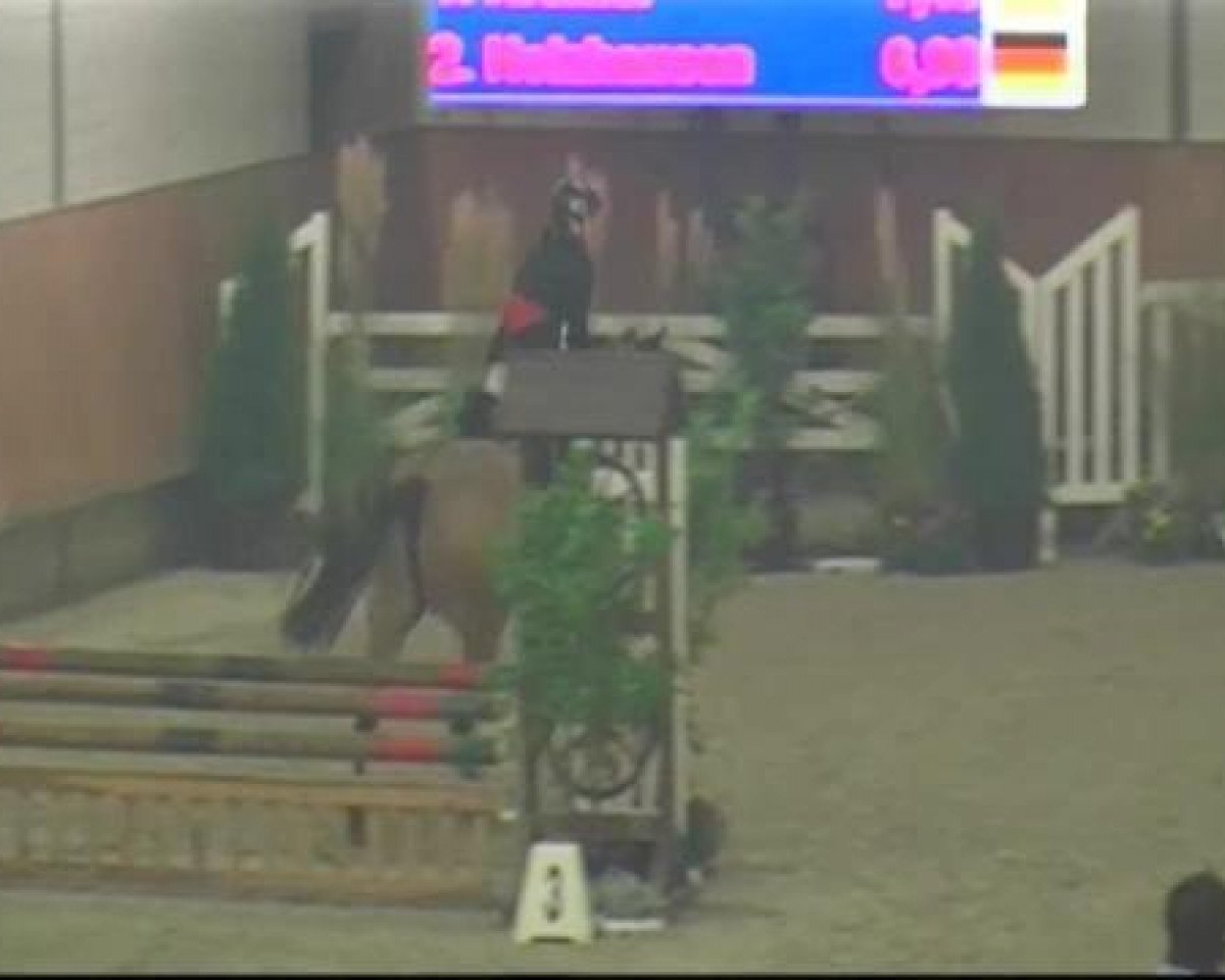 Dressurpferd It's - Prinzess (Rheinländer, 2003, von Its-Me)