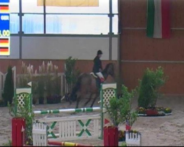 jumper Primadonna 63 (Hungarian Warmblood, 1997, from Koppány)