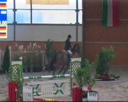 Springpferd Primadonna 63 (Ungarisches Warmblut, 1997, von Koppány)