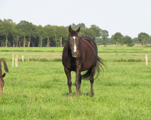 Zuchtstute Gandra (Rheinländer, 1990, von Good Luck)