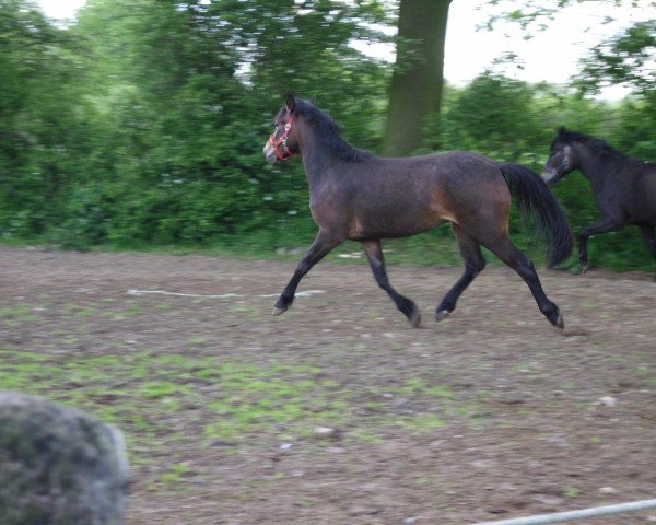 broodmare Belinda (German Riding Pony, 2010)