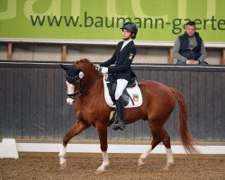 dressage horse Deichcasanova (German Riding Pony, 2006, from Dornik Boy)