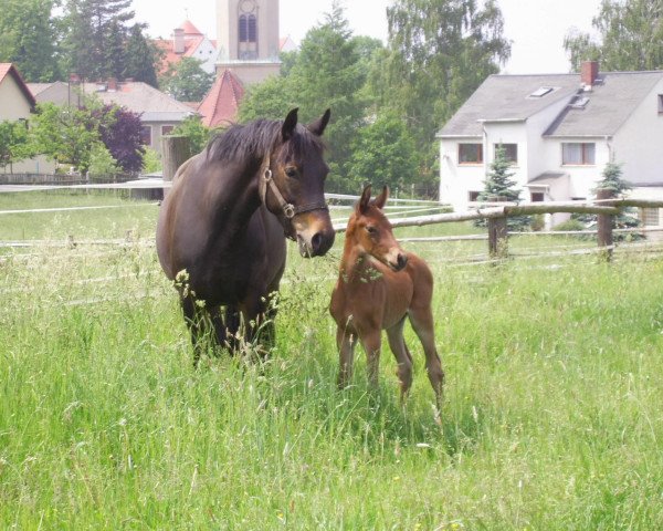 broodmare Arancha (German Riding Pony, 2001, from Nibelungenheld II)