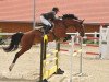 jumper Santosch K 2 (German Warmblood, 2003, from San Juan)