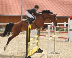 jumper Santosch K 2 (German Warmblood, 2003, from San Juan)