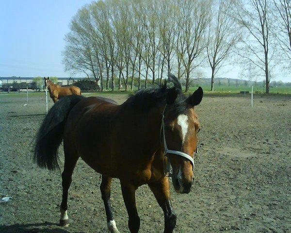 Pferd Fiona 226 (Sachsen-Anhaltiner, 1995, von Feuerbrand)