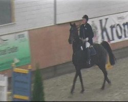 jumper Flaminia N.R. (German Warmblood, 2005, from Falano N.R.)